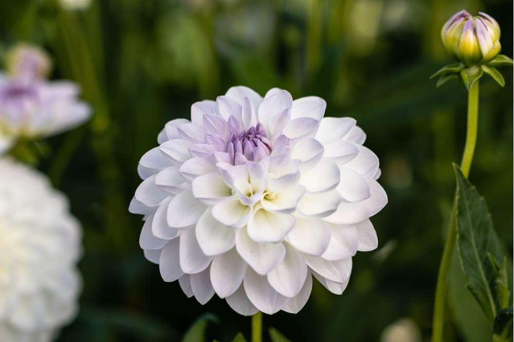 Dahlia 'Eveline'